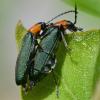 300414 – Photo : Liliane Delattre – France (30)